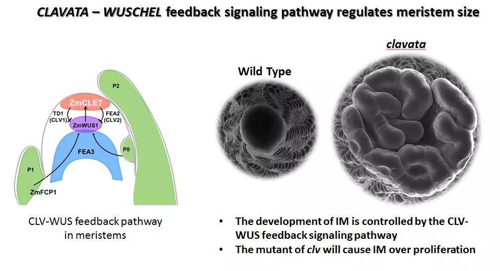 未来产业在这里“起飞”
